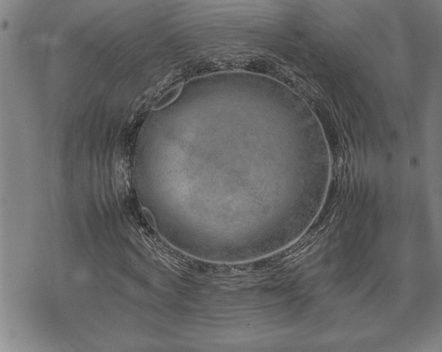 X0000074930772200609011050