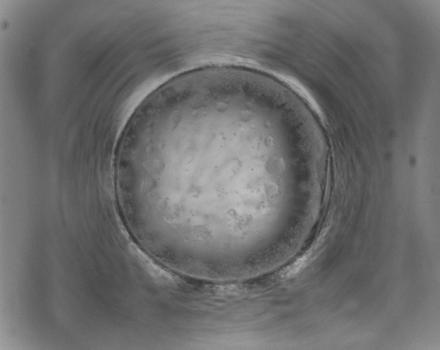 X0000074930903200609011047