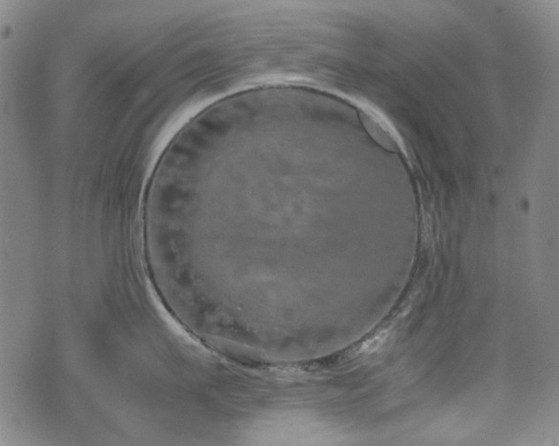 X0000074930911200609011047