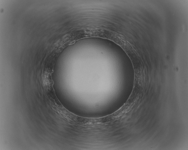 X0000074930770200609081325