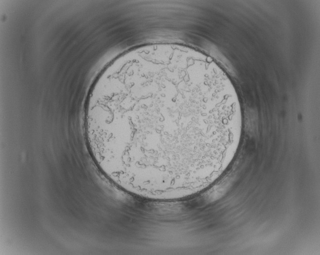 X0000074930856200609081324