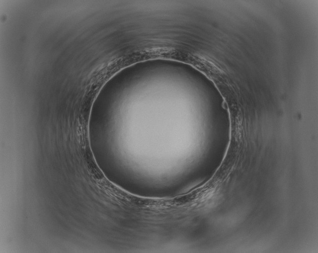 X0000074930917200609081322