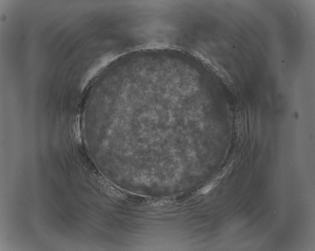 X0000074931262200609081317