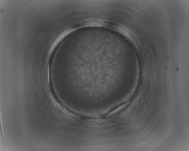 X0000074931323200609081316