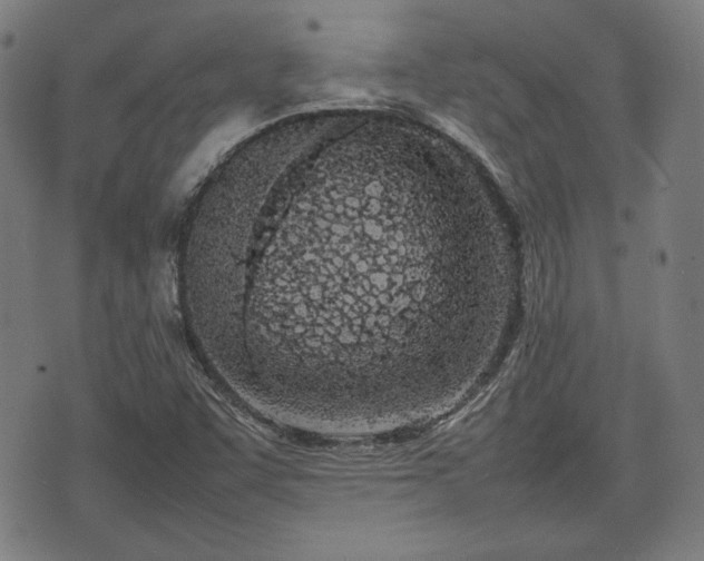 X0000074931455200609081314