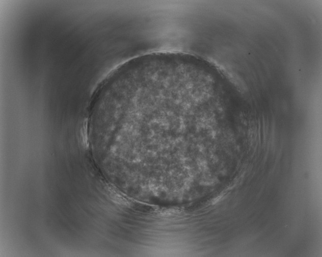 X0000074931262200609151929