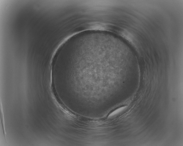 X0000074931323200609151929