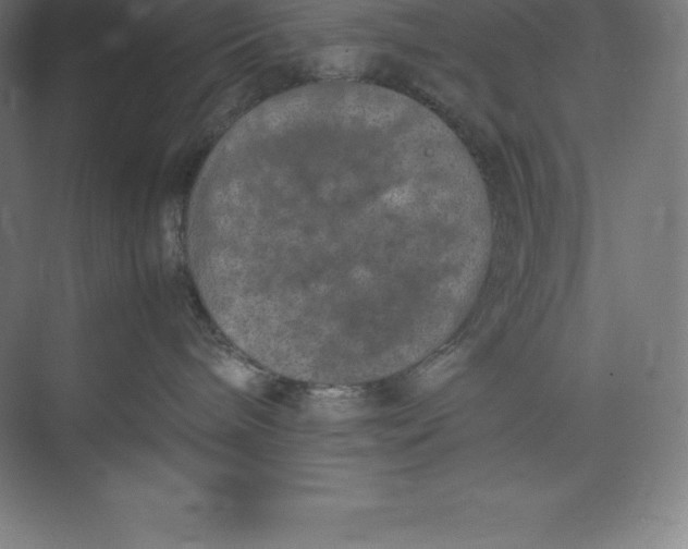 X0000074930240200609221647