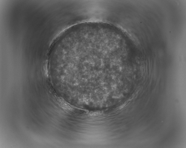 X0000074931262200609221630