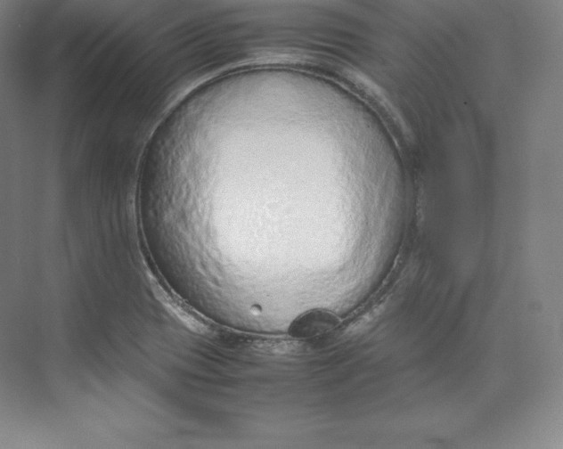 X0000074931417200609221627