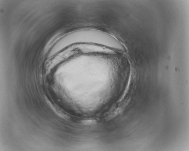 X0000074930053200609291807