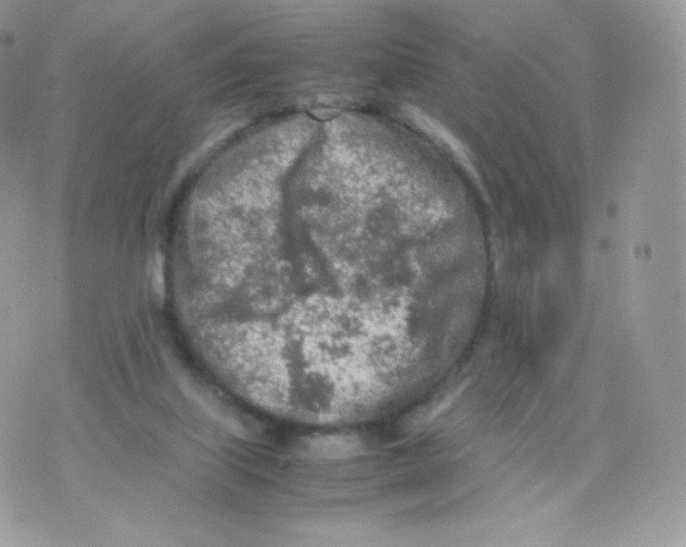 X0000074930067200609291807