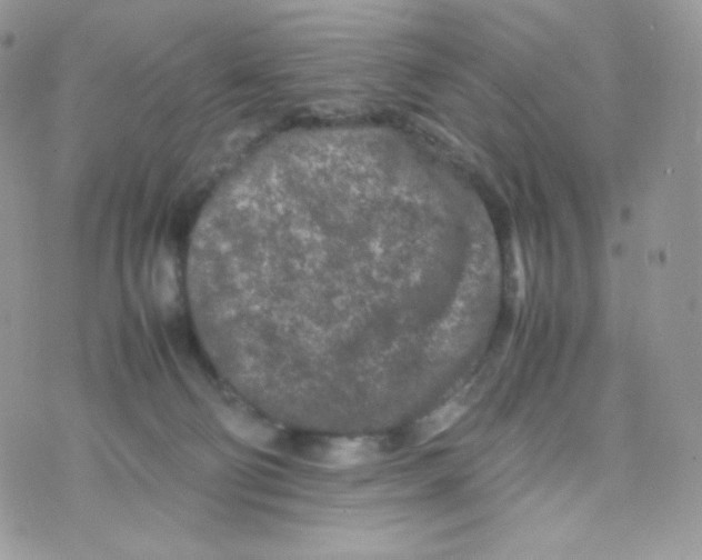 X0000074930130200609291807