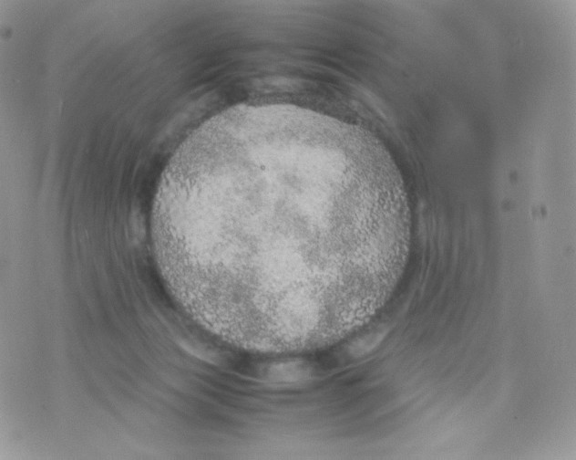 X0000074930173200609291806