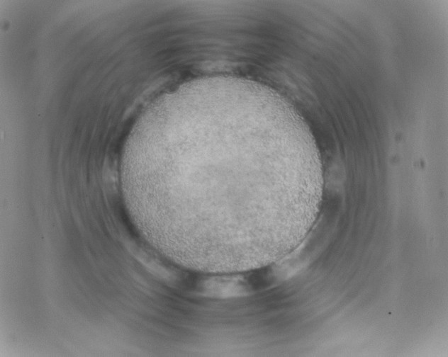 X0000074930179200609291806