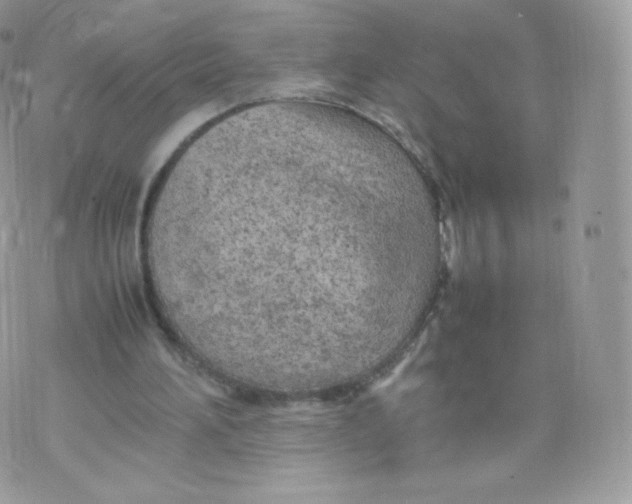 X0000074930196200609291806