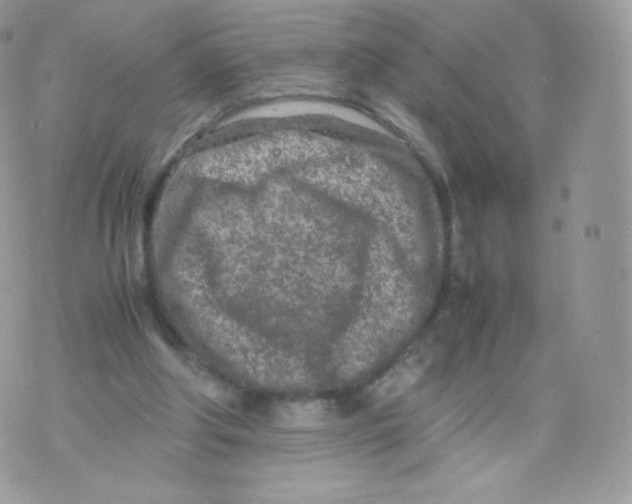 X0000074930202200609291805