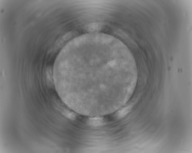 X0000074930240200609291805