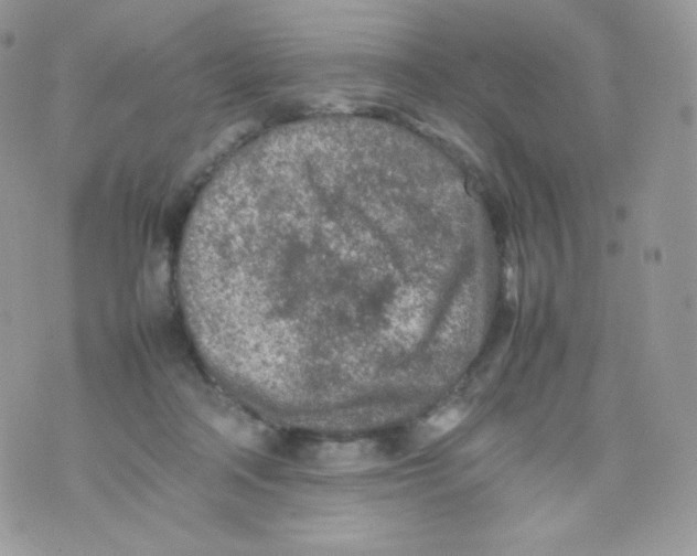 X0000074930314200609291804