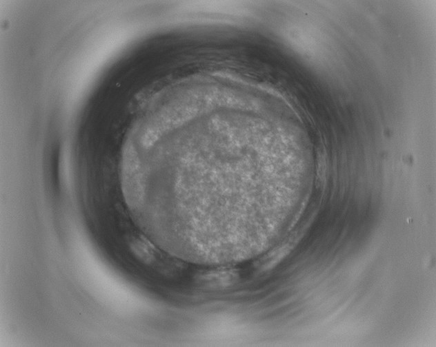 X0000074930383200609291803