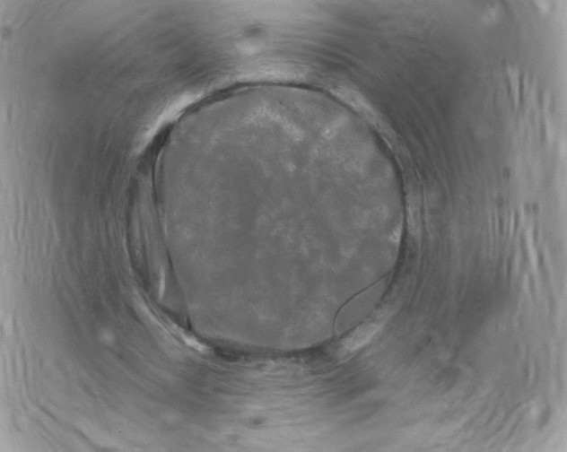 X0000074930434200609291801