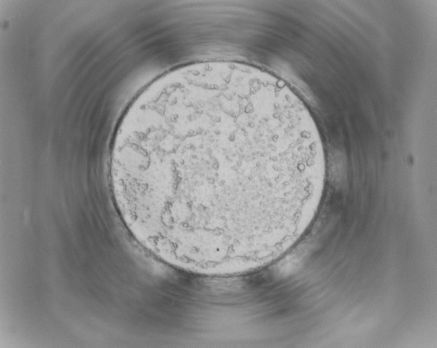 X0000074930856200609291755