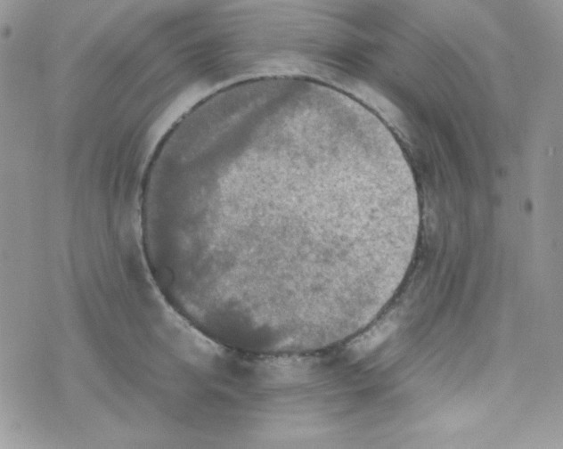 X0000074930950200609291754