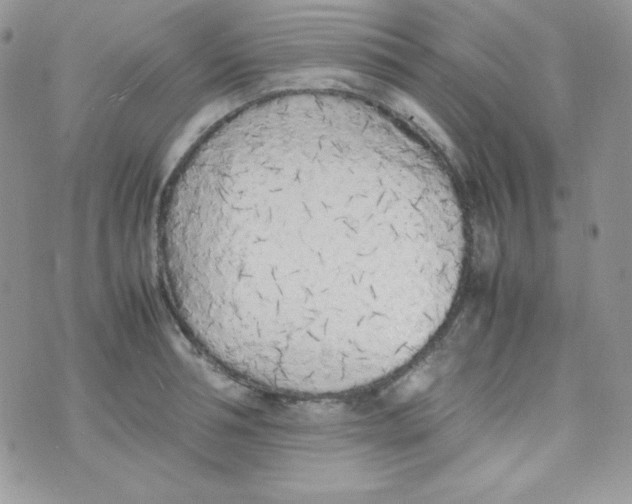 X0000074930994200609291752