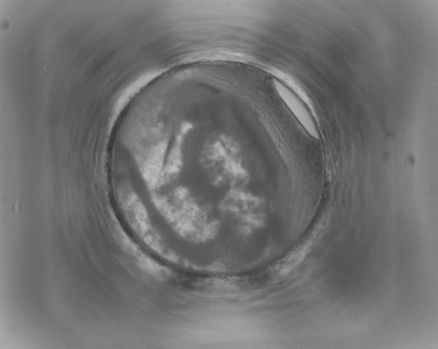 X0000074930995200609291752