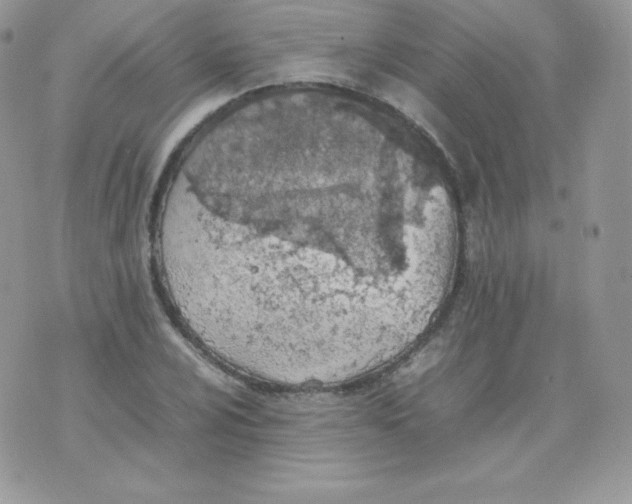 X0000074931024200609291752