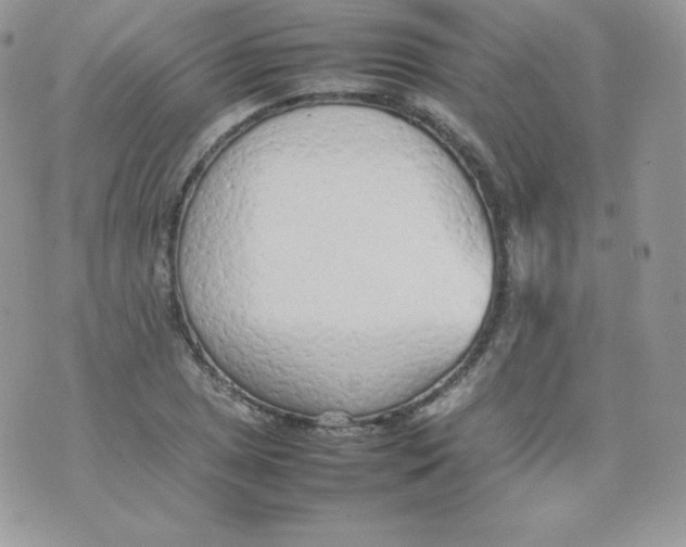 X0000074931025200609291752