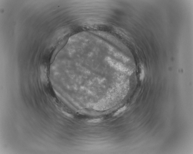 X0000074931060200609291751