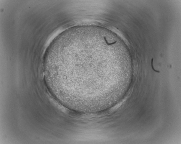 X0000074931075200609291751