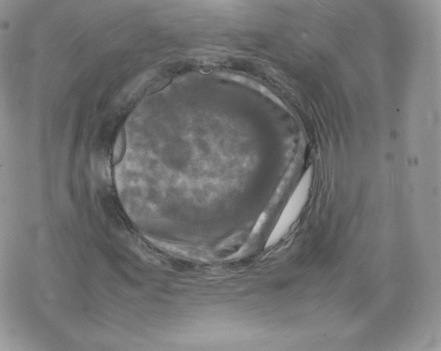 X0000074931155200609291750