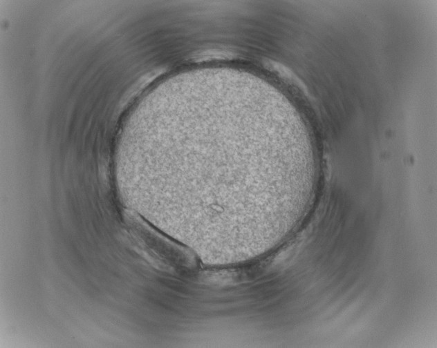 X0000074931217200609291749