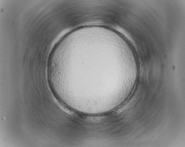 X0000074931237200609291749