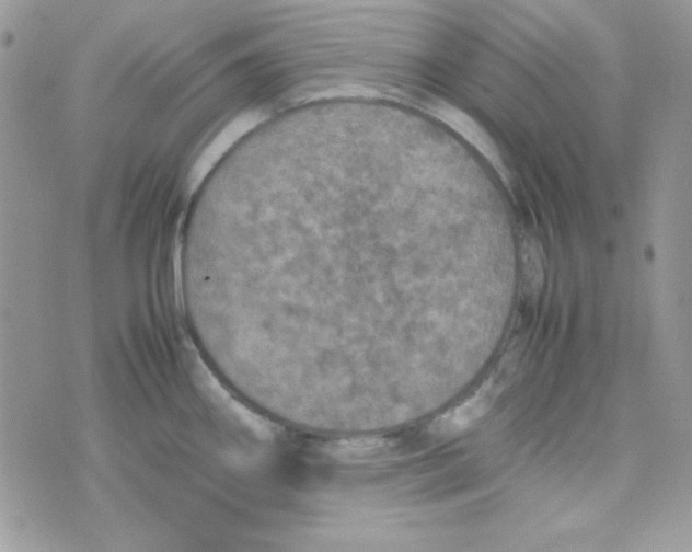 X0000074931290200609291748