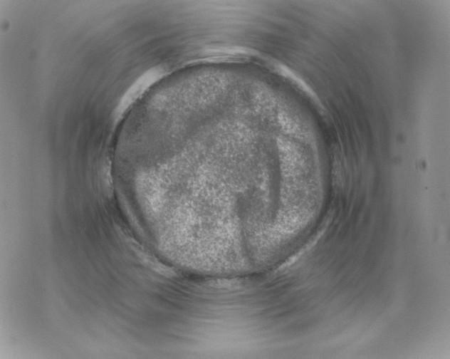 X0000074931362200609291746