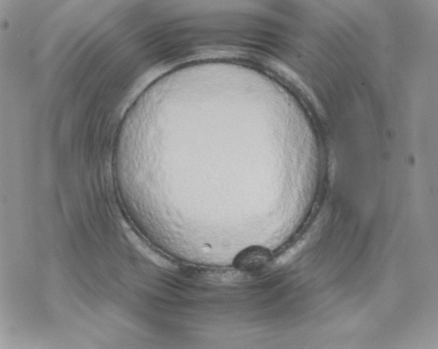 X0000074931417200609291746