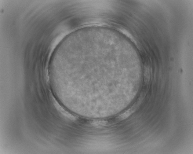 X0000074931466200609291745