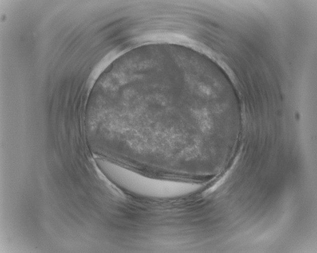 X0000074931529200609291744