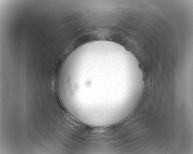 X0000074940177200609010954