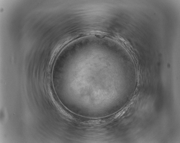 X0000074940049200609011126