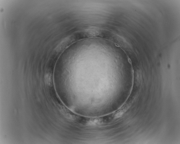 X0000074940177200609011125