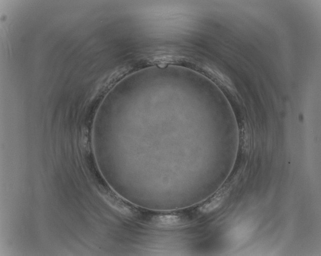 X0000074940361200609011121