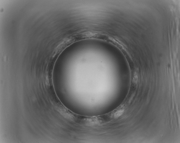 X0000074940524200609011119