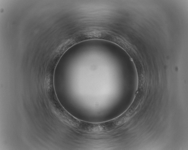 X0000074940600200609011117