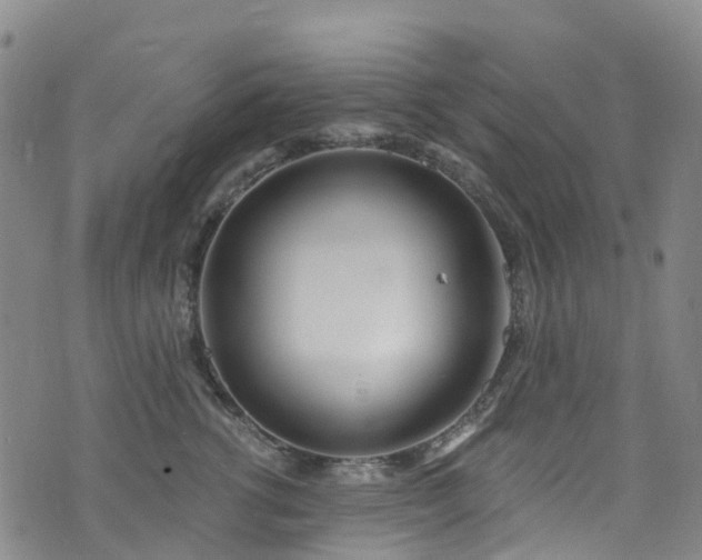 X0000074940762200609011115