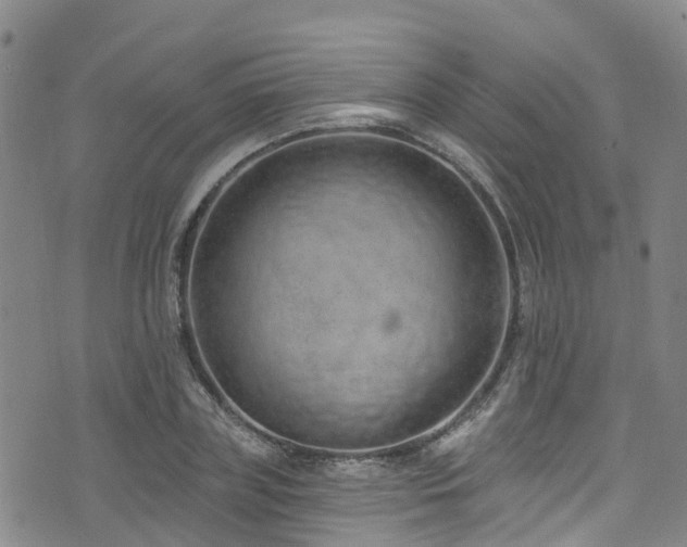 X0000074940835200609011113