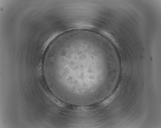 X0000074940875200609011113